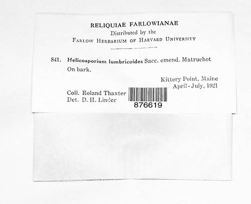 Neohelicosporium griseum image